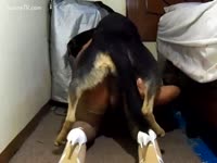 Bitch receives humped by her dark dog